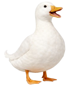 Roadrunner the mascot duck icon