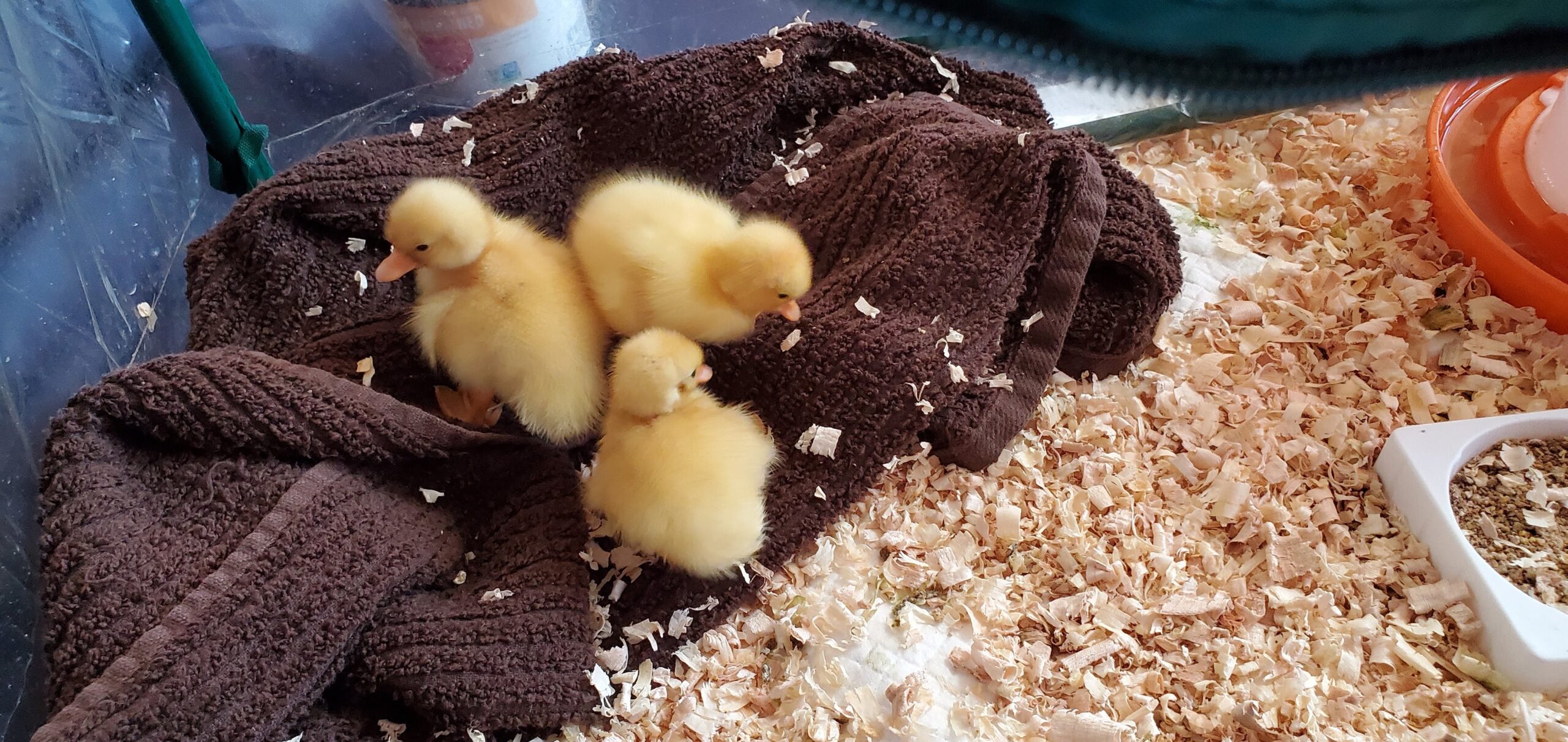 Baby ducklings Roadrunner Daisy and Tiny as newborns