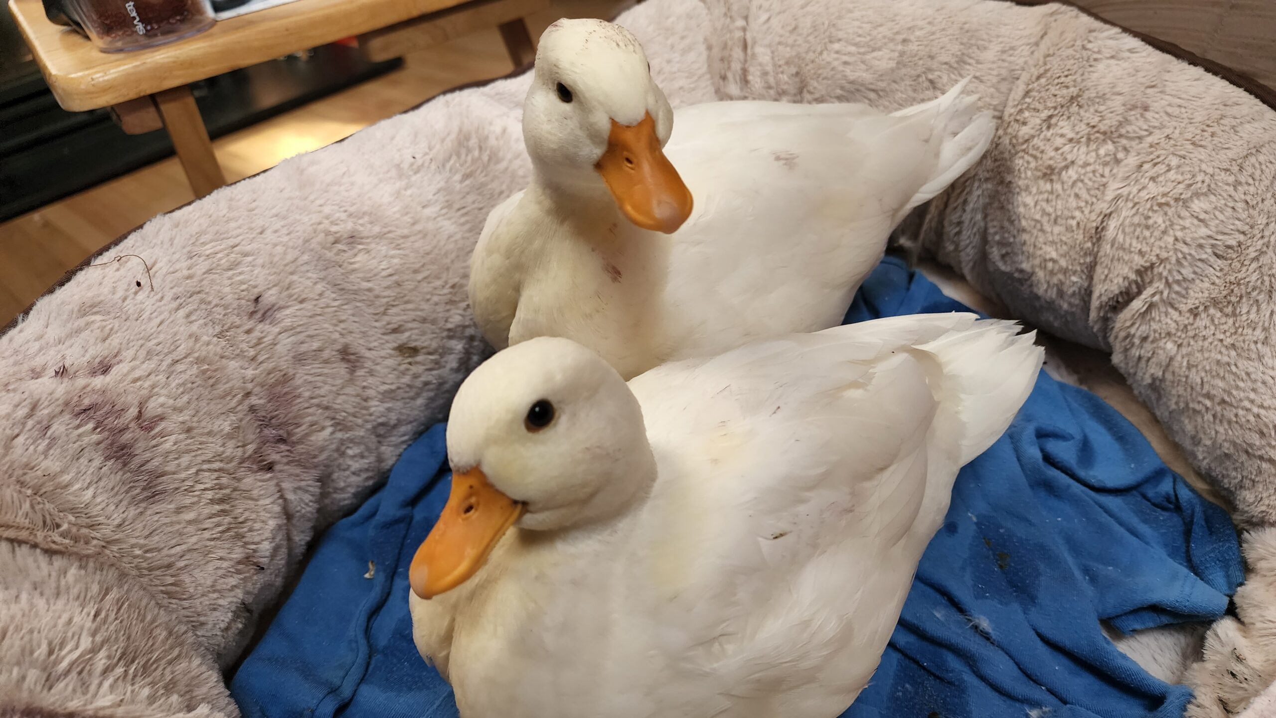 Two call ducks resting together on a blue blanket