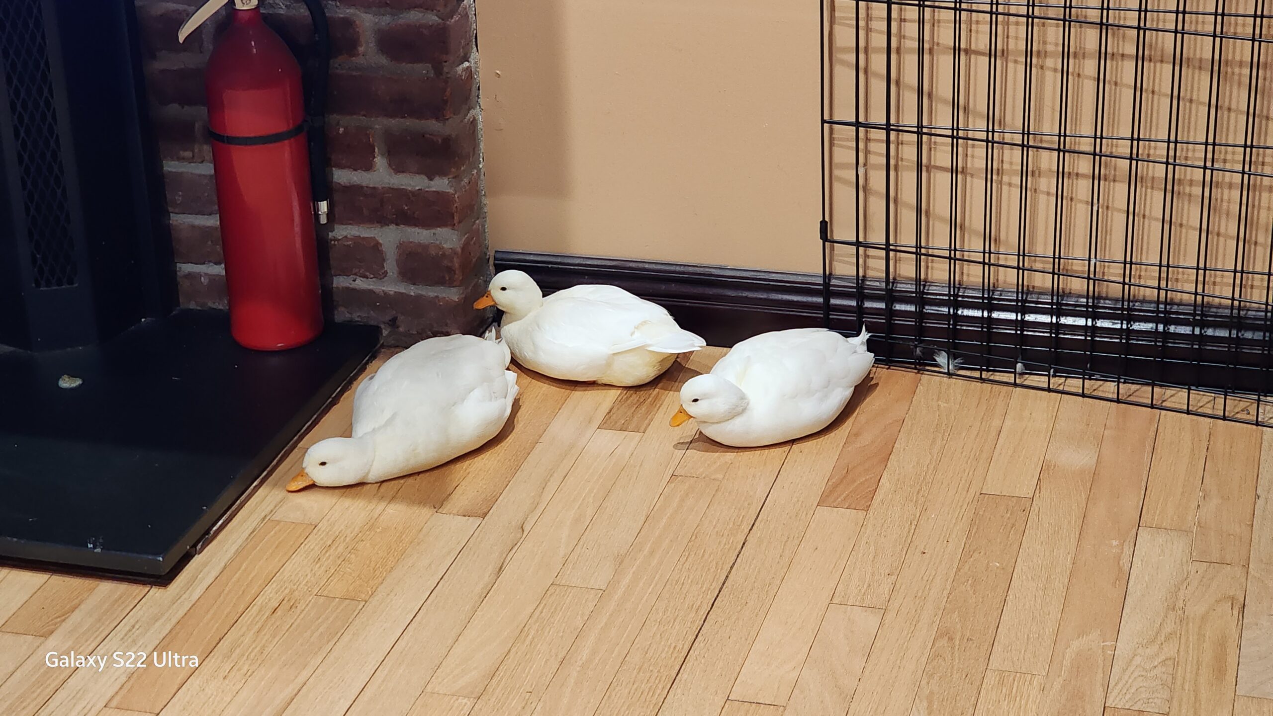 Roadrunner Daisy and Tiny as adult call ducks