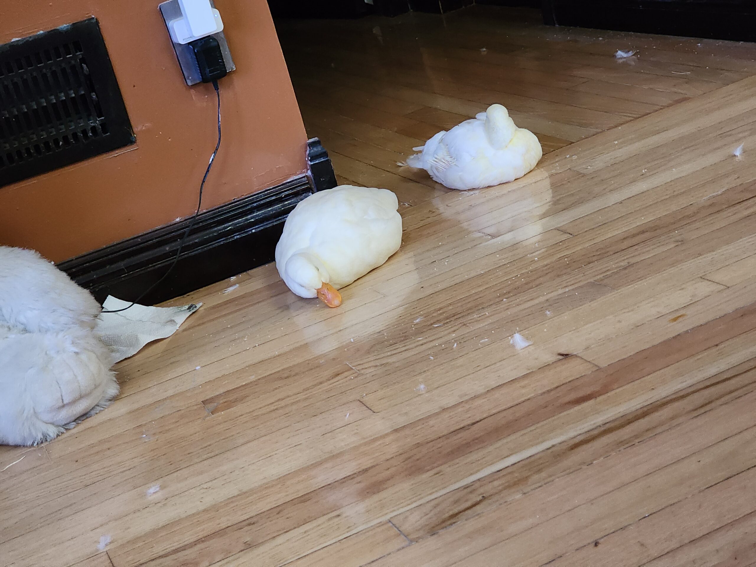 Roadrunner in full rest mode Roadrunner sleeping — full Godzilla mode