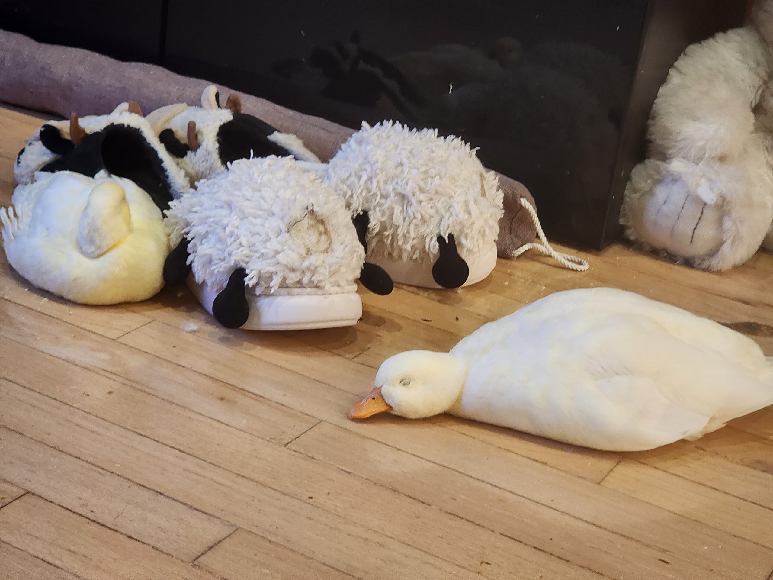 Roadrunner doing what ducks do best Roadrunner resting at home on Long Island