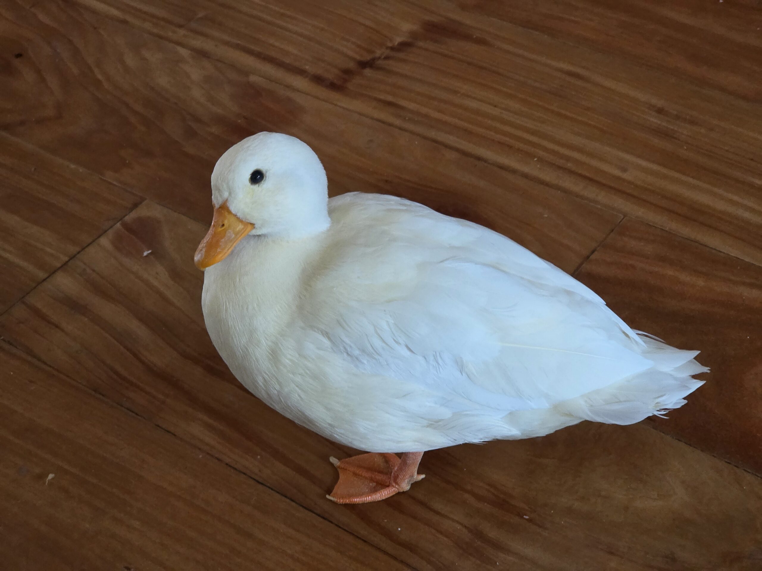 Roadrunner on the hardwood floors he loves to skid across Roadrunner the call duck standing on hardwood floors at home